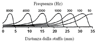 Membrana basilare e frequenze.png