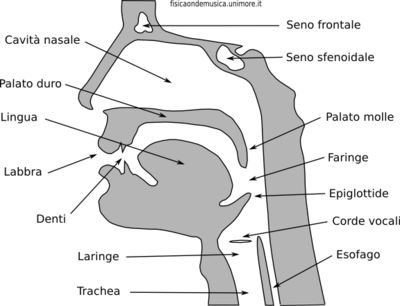 Tratto vocale.png